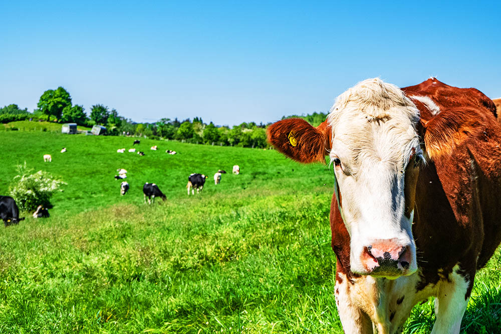 El impacto ambiental de la industria animal: ¡Descubre la verdad sobre la contaminación animal!